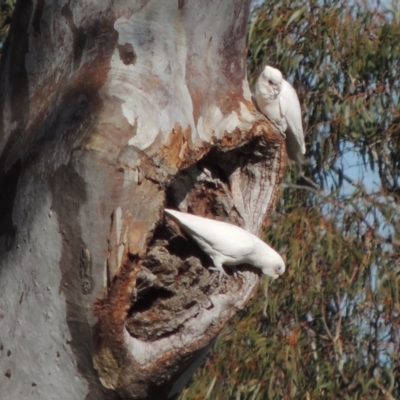 Cacatua sanguinea (Little Corella) at Lanyon - northern section A.C.T. - 28 Jun 2020 by michaelb