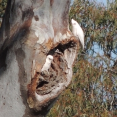 Cacatua sanguinea at Gordon, ACT - 28 Jun 2020