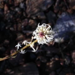 Stackhousia monogyna (Creamy Candles) at Black Mountain - 27 Aug 2020 by ConBoekel