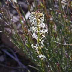 Stackhousia monogyna at O'Connor, ACT - 28 Aug 2020