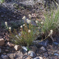 Stackhousia monogyna at O'Connor, ACT - 28 Aug 2020