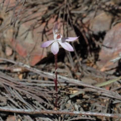 Caladenia fuscata (Dusky Fingers) at Bruce, ACT - 27 Aug 2020 by ConBoekel