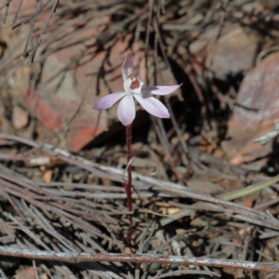 Caladenia fuscata (Dusky Fingers) at Gossan Hill - 27 Aug 2020 by ConBoekel
