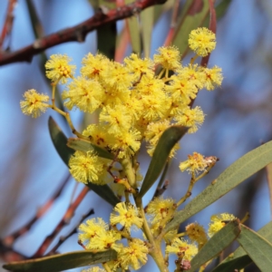 Acacia rubida at Bruce, ACT - 27 Aug 2020 09:20 AM