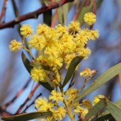Acacia rubida (Red-stemmed Wattle, Red-leaved Wattle) at Bruce, ACT - 26 Aug 2020 by ConBoekel