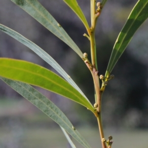 Acacia rubida at Bruce, ACT - 27 Aug 2020 09:20 AM