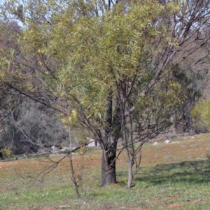 Acacia rubida at Bruce, ACT - 27 Aug 2020 09:20 AM