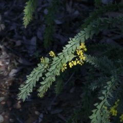 Acacia vestita (Hairy Wattle) at Gossan Hill - 27 Aug 2020 by ConBoekel