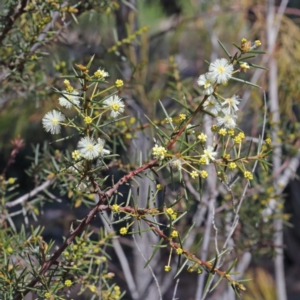 Acacia genistifolia at Bruce, ACT - 27 Aug 2020
