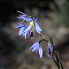 Stypandra glauca (Nodding Blue Lily) at Gossan Hill - 26 Aug 2020 by ConBoekel