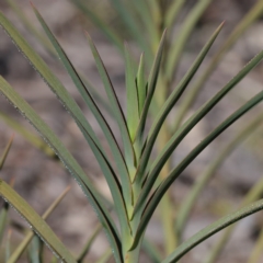 Stypandra glauca at Bruce, ACT - 27 Aug 2020 09:46 AM