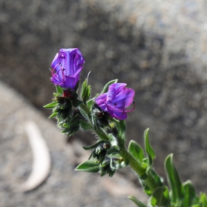 Echium plantagineum at Bruce, ACT - 27 Aug 2020