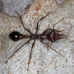 Myrmecia forficata (A Bull ant) at Broulee Moruya Nature Observation Area - 27 Aug 2020 by jb2602