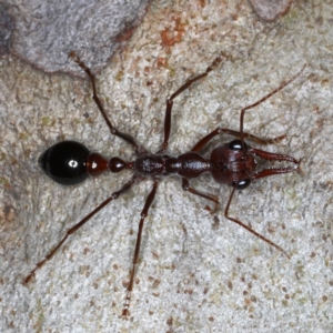 Myrmecia forficata at Mossy Point, NSW - 27 Aug 2020