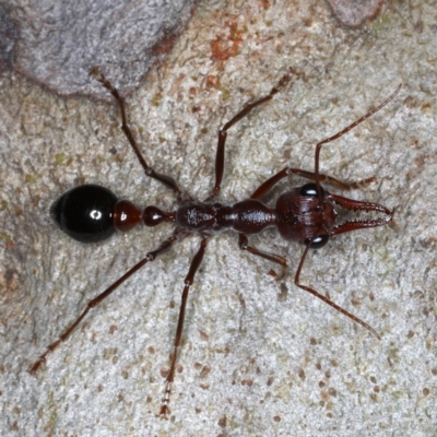 Myrmecia forficata (A Bull ant) at Mossy Point, NSW - 27 Aug 2020 by jb2602