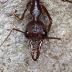 Myrmecia forficata at Mossy Point, NSW - 27 Aug 2020 09:01 PM