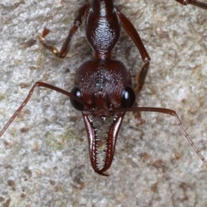 Myrmecia forficata at Mossy Point, NSW - 27 Aug 2020