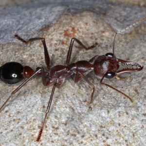 Myrmecia forficata at Mossy Point, NSW - 27 Aug 2020