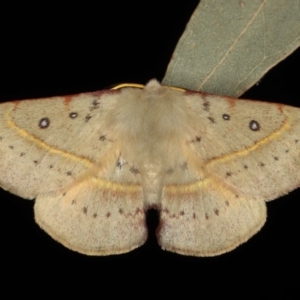 Anthela acuta at Mossy Point, NSW - 27 Aug 2020