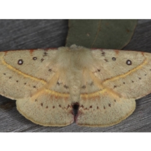 Anthela acuta at Mossy Point, NSW - 27 Aug 2020