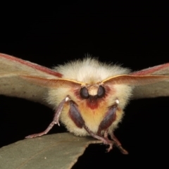 Anthela acuta at Mossy Point, NSW - 27 Aug 2020