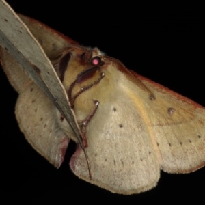 Anthela acuta at Mossy Point, NSW - 27 Aug 2020