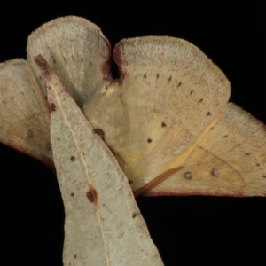 Anthela acuta at Mossy Point, NSW - 27 Aug 2020