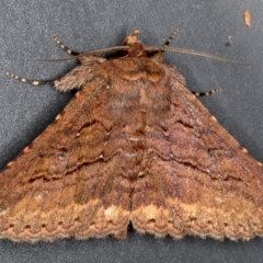 Praxis porphyretica (Praxis porphyretica) at Mossy Point, NSW - 27 Aug 2020 by jb2602