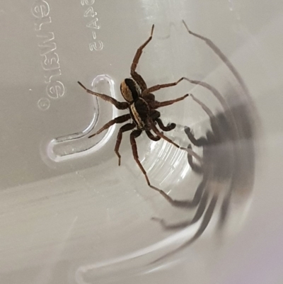 Venatrix pseudospeciosa (Wolf spider) at QPRC LGA - 28 Aug 2020 by Speedsta