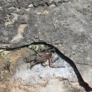 Gnaphosidae or Trochanteriidae (families) at Karabar, NSW - 23 Aug 2020