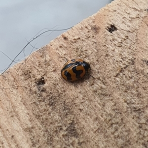 Coccinella transversalis at Queanbeyan West, NSW - 8 Jul 2020