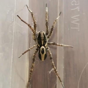 Allocosa palabunda at Jerrabomberra, NSW - 1 Jul 2020