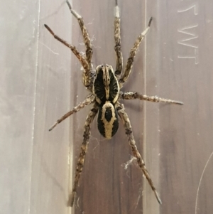 Allocosa palabunda at Jerrabomberra, NSW - 1 Jul 2020