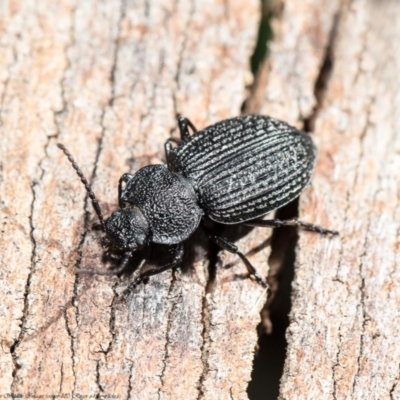 Adelium porcatum (Darkling Beetle) at Latham, ACT - 28 Aug 2020 by Roger