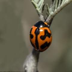 Coccinella transversalis (Transverse Ladybird) at Latham, ACT - 28 Aug 2020 by Roger