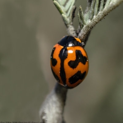 Coccinella transversalis (Transverse Ladybird) at Latham, ACT - 28 Aug 2020 by Roger