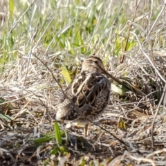 Gallinago hardwickii (Latham's Snipe) at Fyshwick, ACT - 25 Aug 2020 by Roger