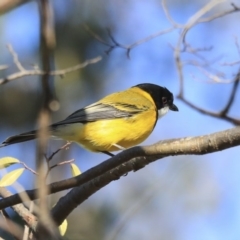 Pachycephala pectoralis (Golden Whistler) at Higgins, ACT - 24 Aug 2020 by Alison Milton