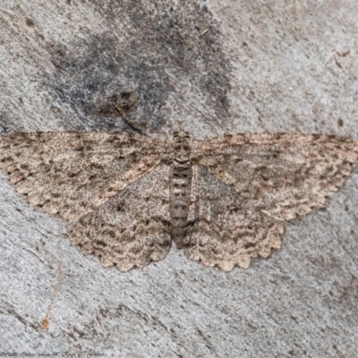 Ectropis fractaria (Ringed Bark Moth) at Latham, ACT - 27 Aug 2020 by Roger