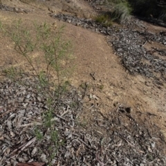 Cassinia quinquefaria (Rosemary Cassinia) at Carwoola, NSW - 26 Aug 2020 by AndyRussell