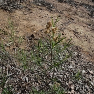 Cassinia quinquefaria at Carwoola, NSW - 26 Aug 2020