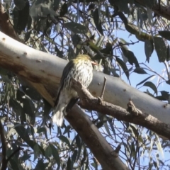 Oriolus sagittatus (Olive-backed Oriole) at Bruce, ACT - 28 Aug 2020 by Alison Milton