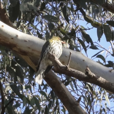 Oriolus sagittatus (Olive-backed Oriole) at Bruce, ACT - 28 Aug 2020 by Alison Milton