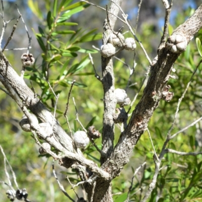 Leptospermum sejunctum (Bomaderry Tea-Tree) at Longreach, NSW - 28 Aug 2020 by plants