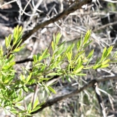 Leptospermum sejunctum at Longreach, NSW - 28 Aug 2020