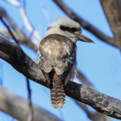 Dacelo novaeguineae (Laughing Kookaburra) at Bruce, ACT - 27 Aug 2020 by Alison Milton