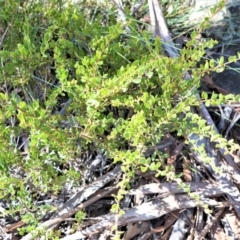 Acacia hispidula at Longreach, NSW - 27 Aug 2020 by plants