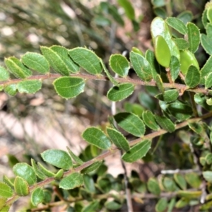 Acacia hispidula at Longreach, NSW - 28 Aug 2020