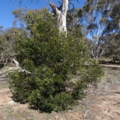Acacia mearnsii (Black Wattle) at Carwoola, NSW - 26 Aug 2020 by AndyRussell