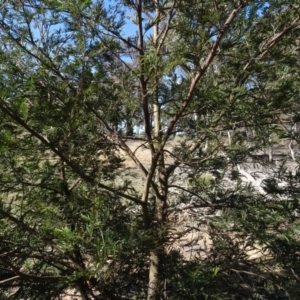 Acacia mearnsii at Carwoola, NSW - 26 Aug 2020